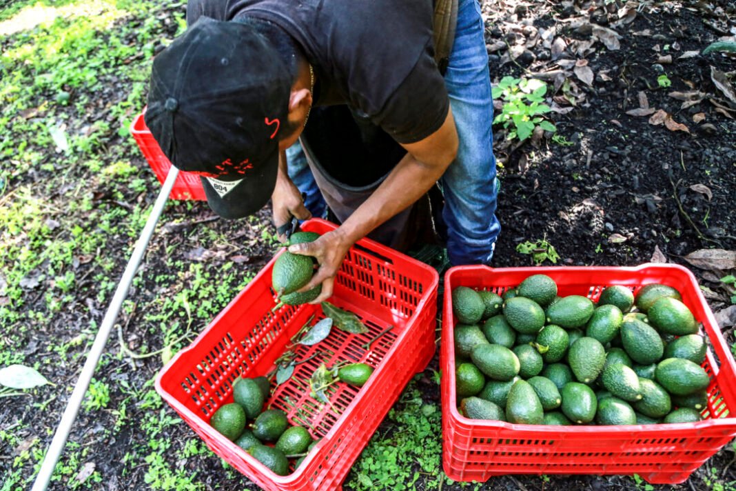 US Reopens Mexican Avocado Inspections as Security Tightens