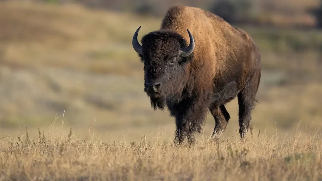 Tourists Dangerously Close to Massive Bison in Stunning Viral Video
