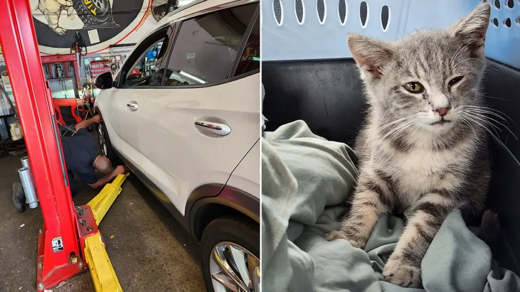Tiny kitten endures 500‑mile ride from New Jersey to Georgia