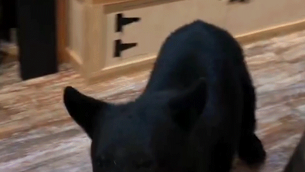 Bear Invades Gatlinburg Tea Shop, Disrupts Anniversary