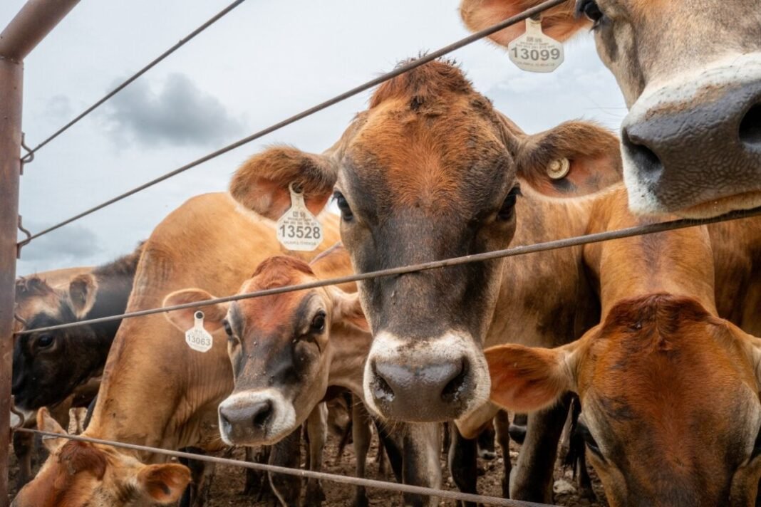 USDA Launches Aid to Rebuild Rancher Cattle Herds