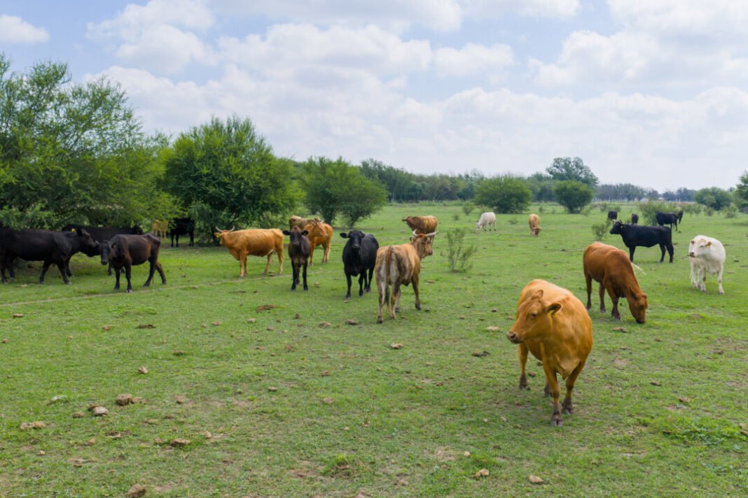 We need to rephrase the headline “Stop Blaming the Cows for the Data Centers” into a single punchy title under 12 words, begins with the focus keyword. What is the focus keyword? Likely “Cows” or “Data Centers”? The phrase “Stop Blaming the Cows for the Data Centers” suggests the focus keyword might be “Cows”. The instruction: “begins with the focus keyword