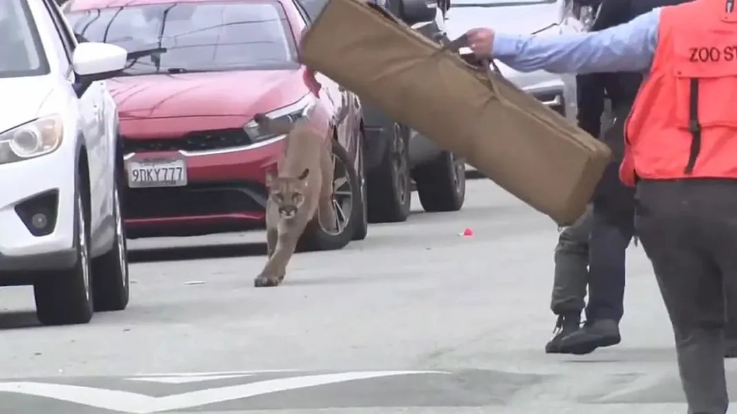 Mountain lion roams San Francisco streets in viral video