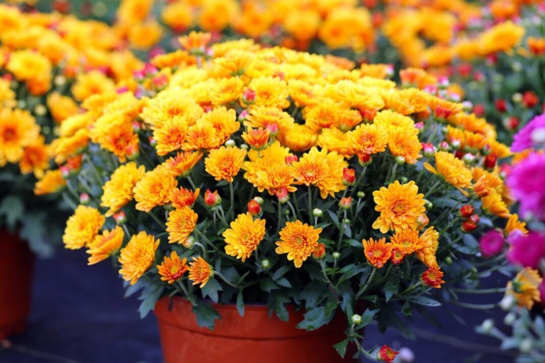 Mums the Word: Epoch Times Reveals Exclusive Findings