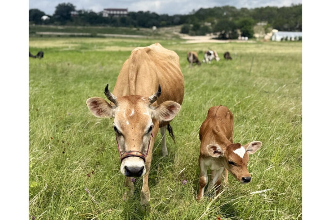 Is This Really My Cow? The Farming Identity Crisis