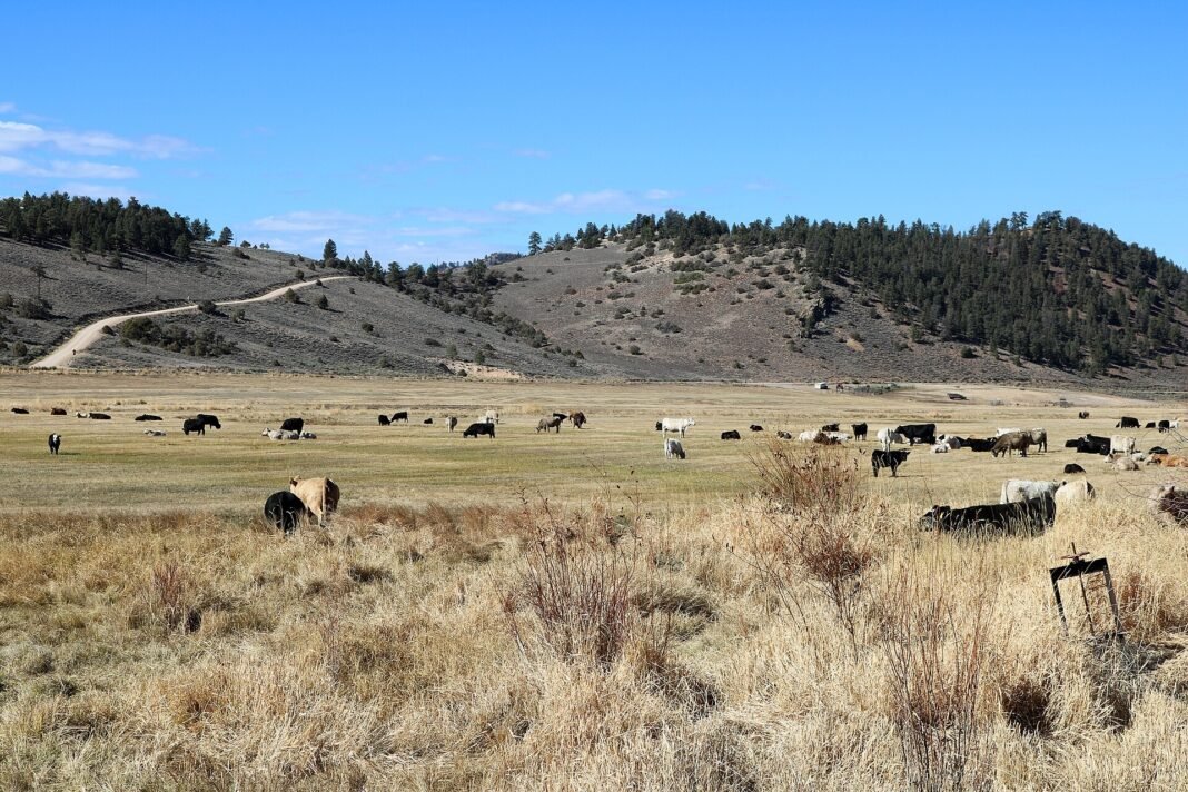 Ranchers Back SCOTUS Climate Suit, Activists Accused